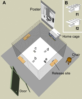 Dry Morris Water Maze